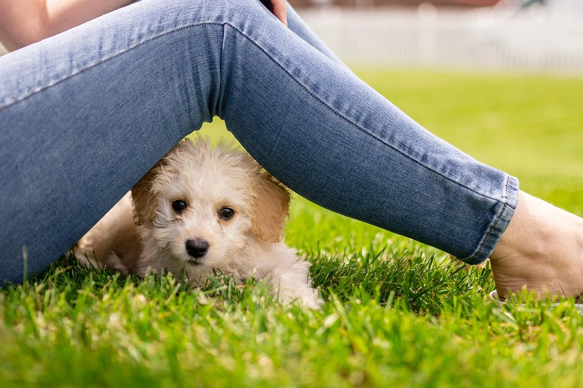 puppy, dog, mammal, cute, small, adorable, animal, purebred, pet, canine, sweet